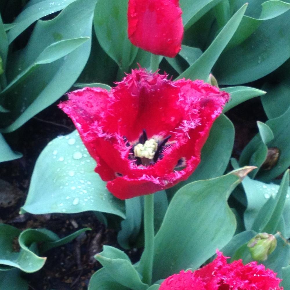 Photo of Fringed Tulip (Tulipa 'Crystal Beauty') uploaded by csandt