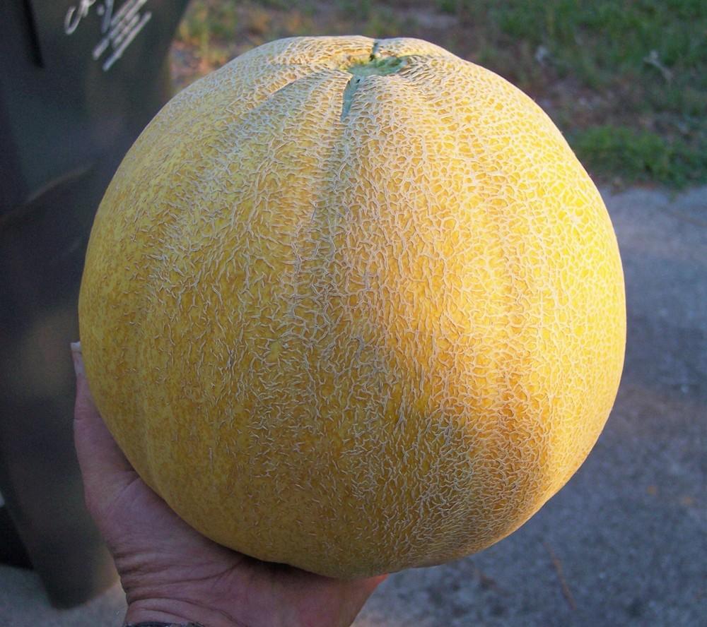 Photo of Cantaloupe (Cucumis melo 'Sigal') uploaded by farmerdill