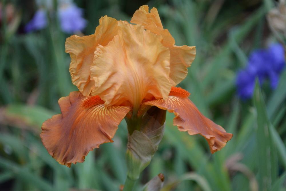 Photo of Border Bearded Iris (Iris 'Torched Witch') uploaded by iciris
