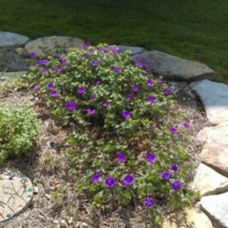 Location: My Cincinnati Ohio garden
Date: 2016-05-06
First blooms of spring