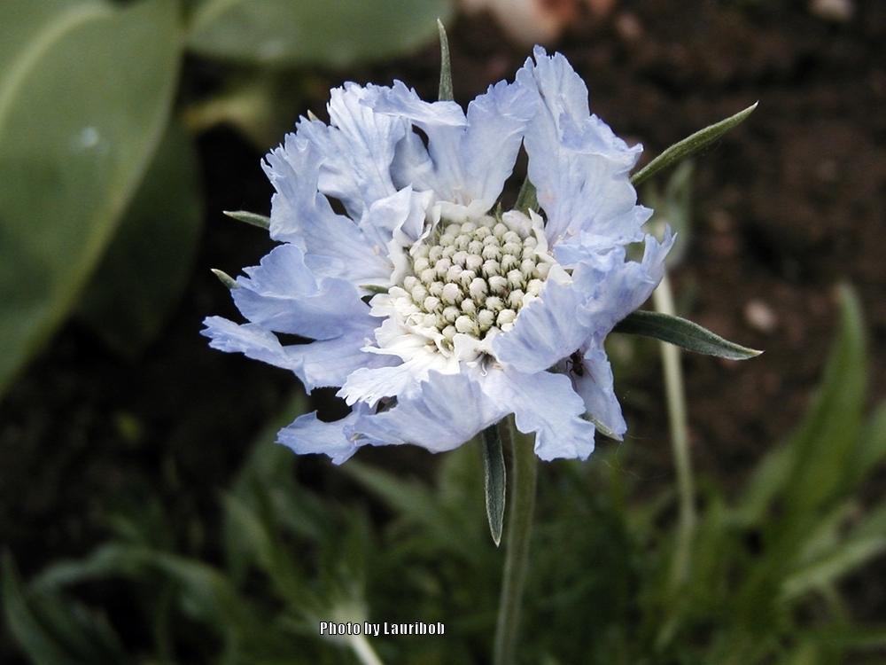 Photo of Pincushion Flower (Scabiosa columbaria 'Butterfly Blue') uploaded by lauribob