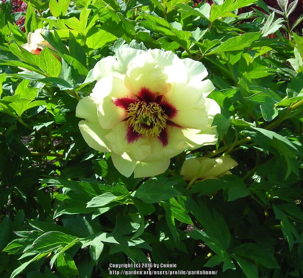 Photo of Tree Peony (Paeonia 'Golden Experience') uploaded by pardalinum