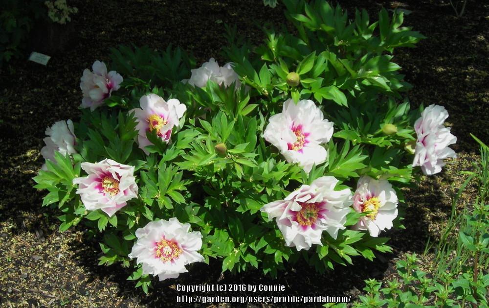 Photo of Itoh Peony (Paeonia 'Cora Louise') uploaded by pardalinum