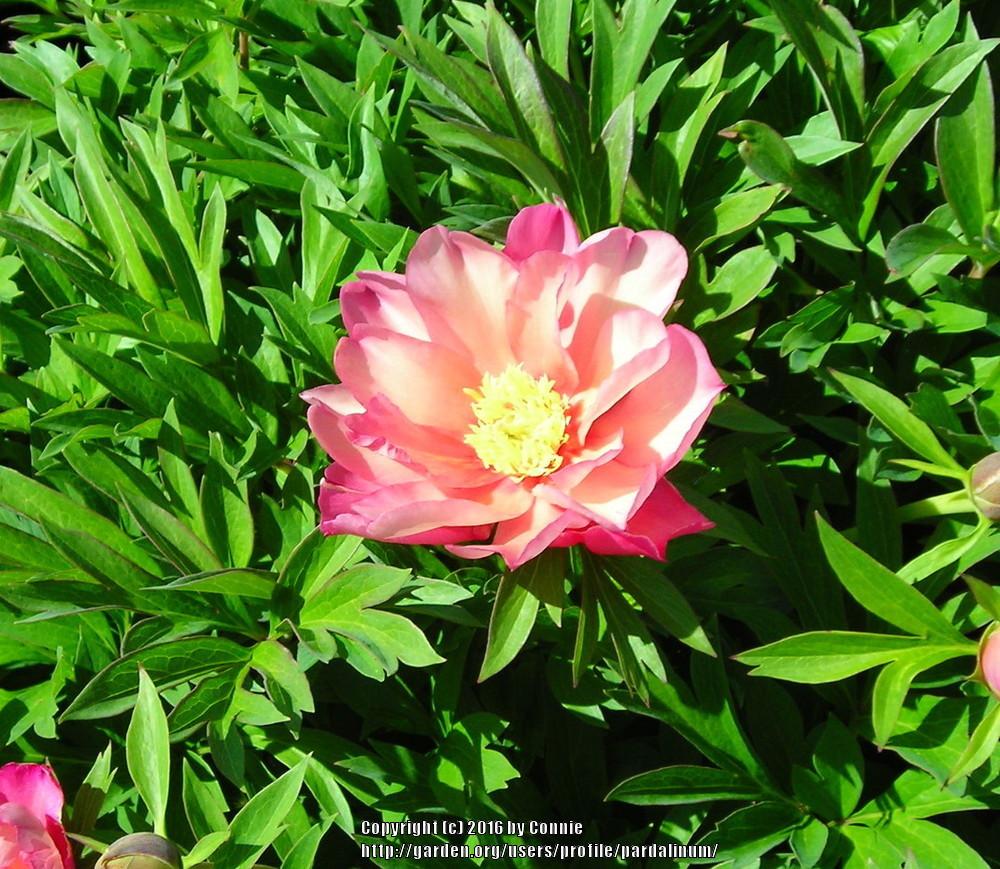Photo of Intersectional Peony (Paeonia 'Julia Rose') uploaded by pardalinum