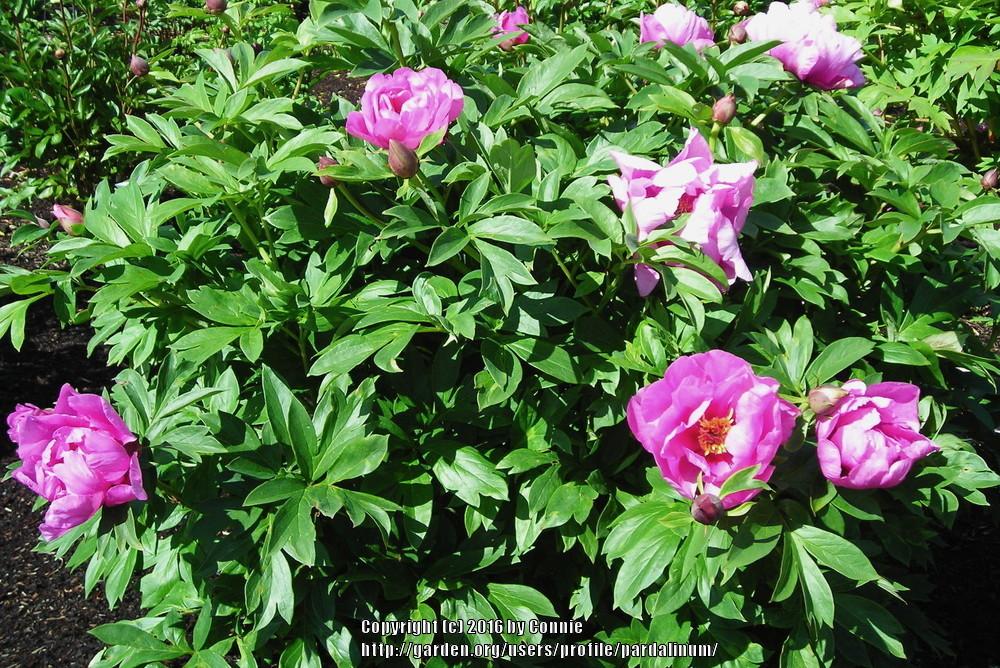 Photo of Intersectional Peony (Paeonia 'Sonoma Amethyst') uploaded by pardalinum