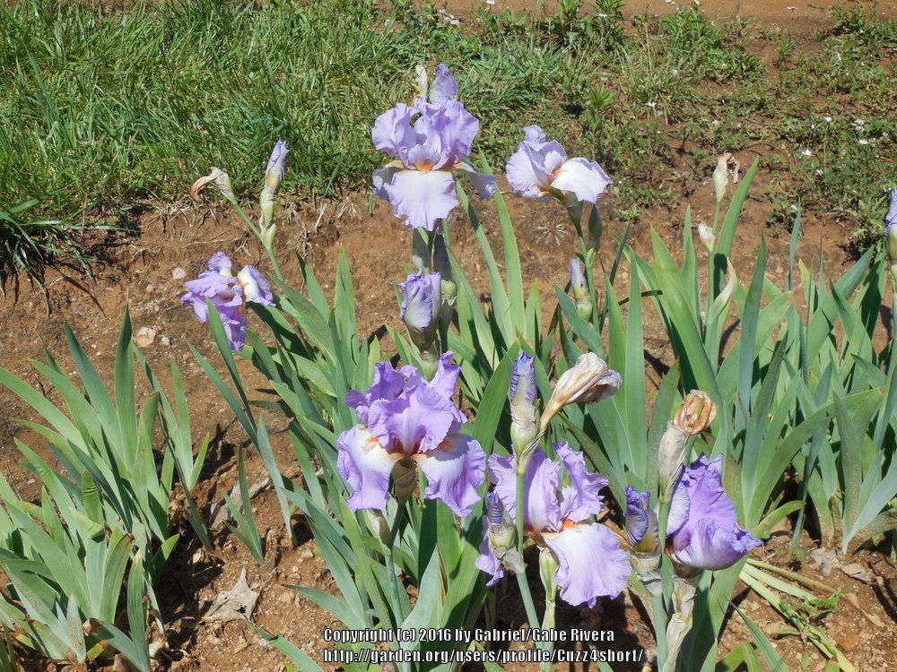 Photo of Tall Bearded Iris (Iris 'Caro Nome') uploaded by Cuzz4short