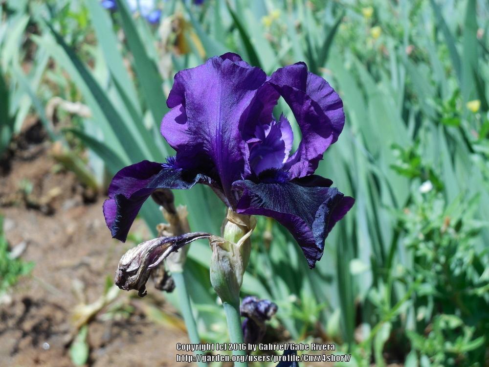 Photo of Tall Bearded Iris (Iris 'Black Ware') uploaded by Cuzz4short