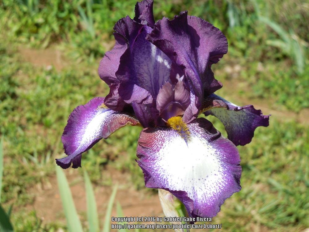 Photo of Tall Bearded Iris (Iris 'Starward') uploaded by Cuzz4short