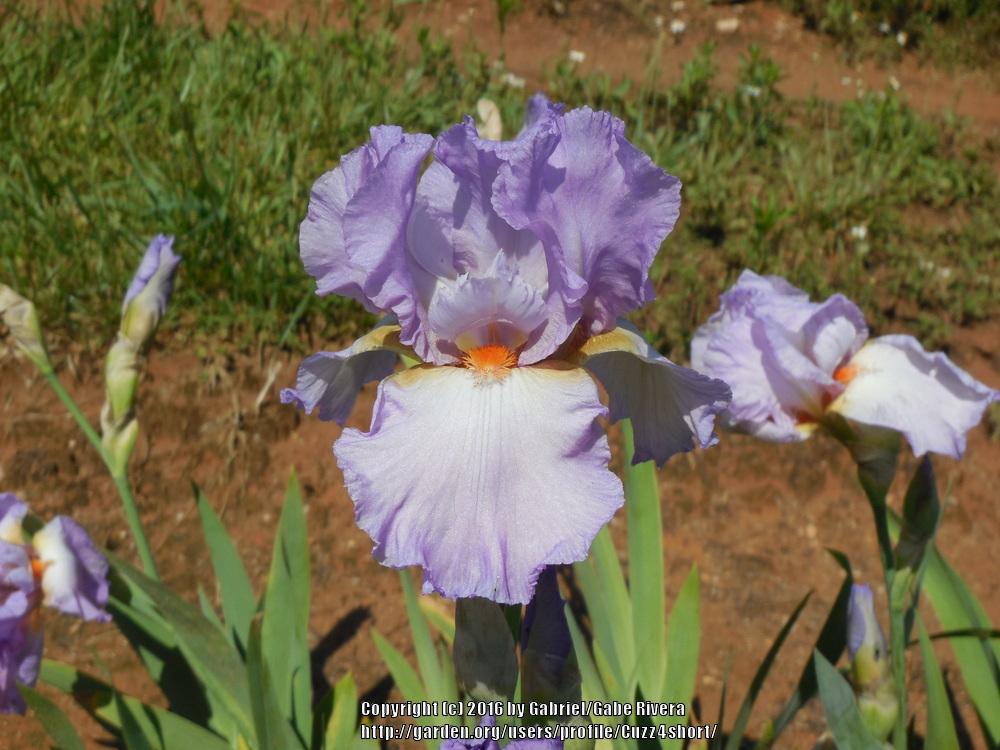 Photo of Tall Bearded Iris (Iris 'Caro Nome') uploaded by Cuzz4short