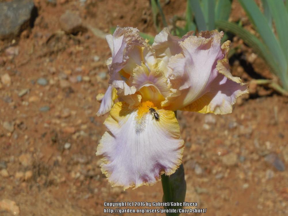 Photo of Tall Bearded Iris (Iris 'Butterscotch Trim') uploaded by Cuzz4short