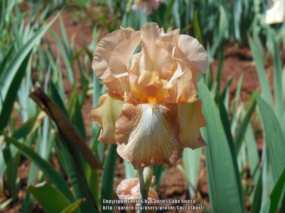 Photo of Tall Bearded Iris (Iris 'Apricot Blaze') uploaded by Cuzz4short