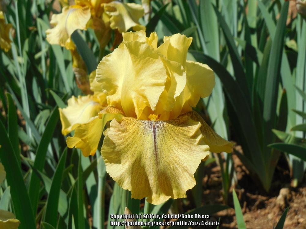 Photo of Tall Bearded Iris (Iris 'Desert Echo') uploaded by Cuzz4short