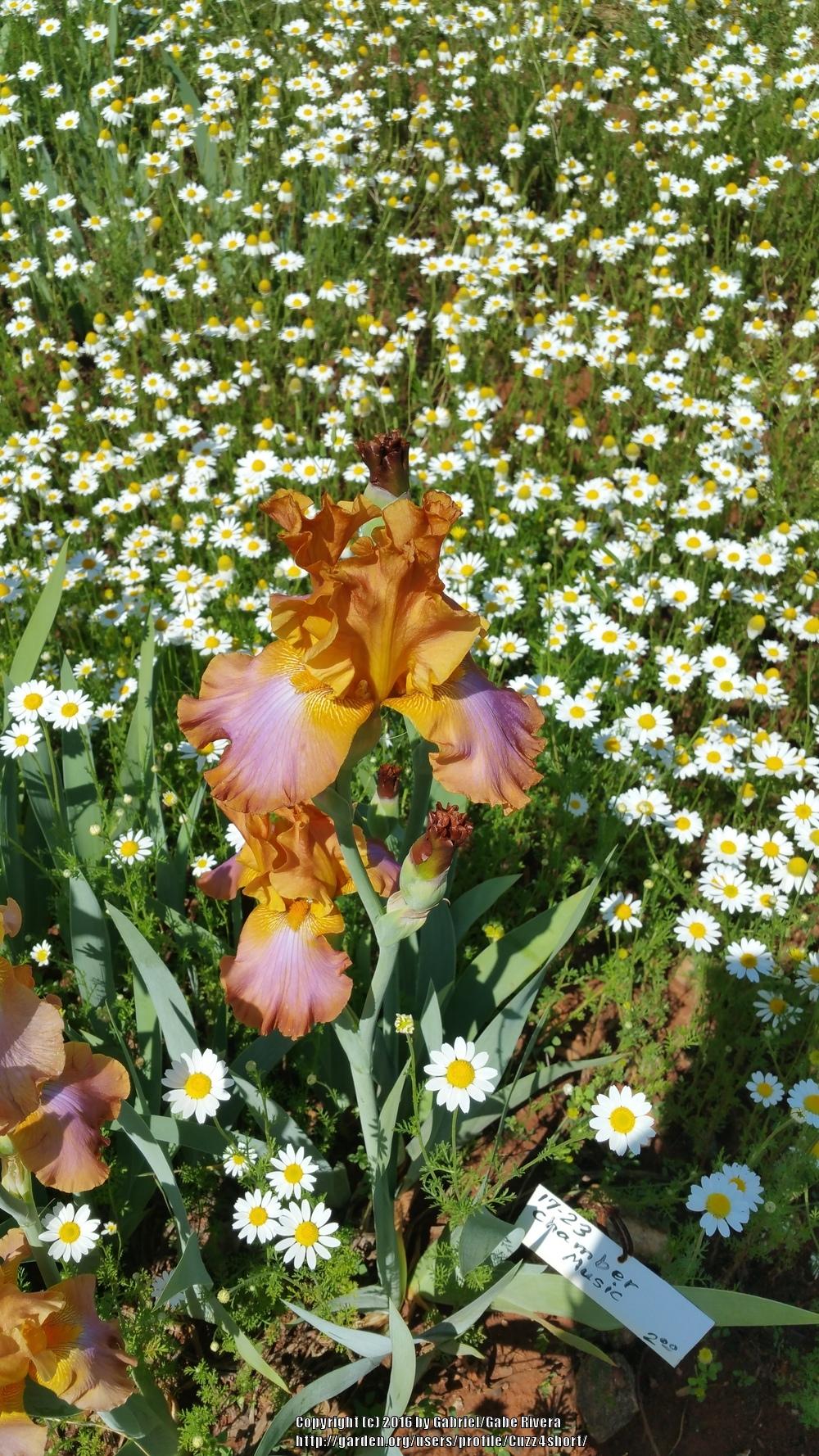 Photo of Tall Bearded Iris (Iris 'Chamber Music') uploaded by Cuzz4short