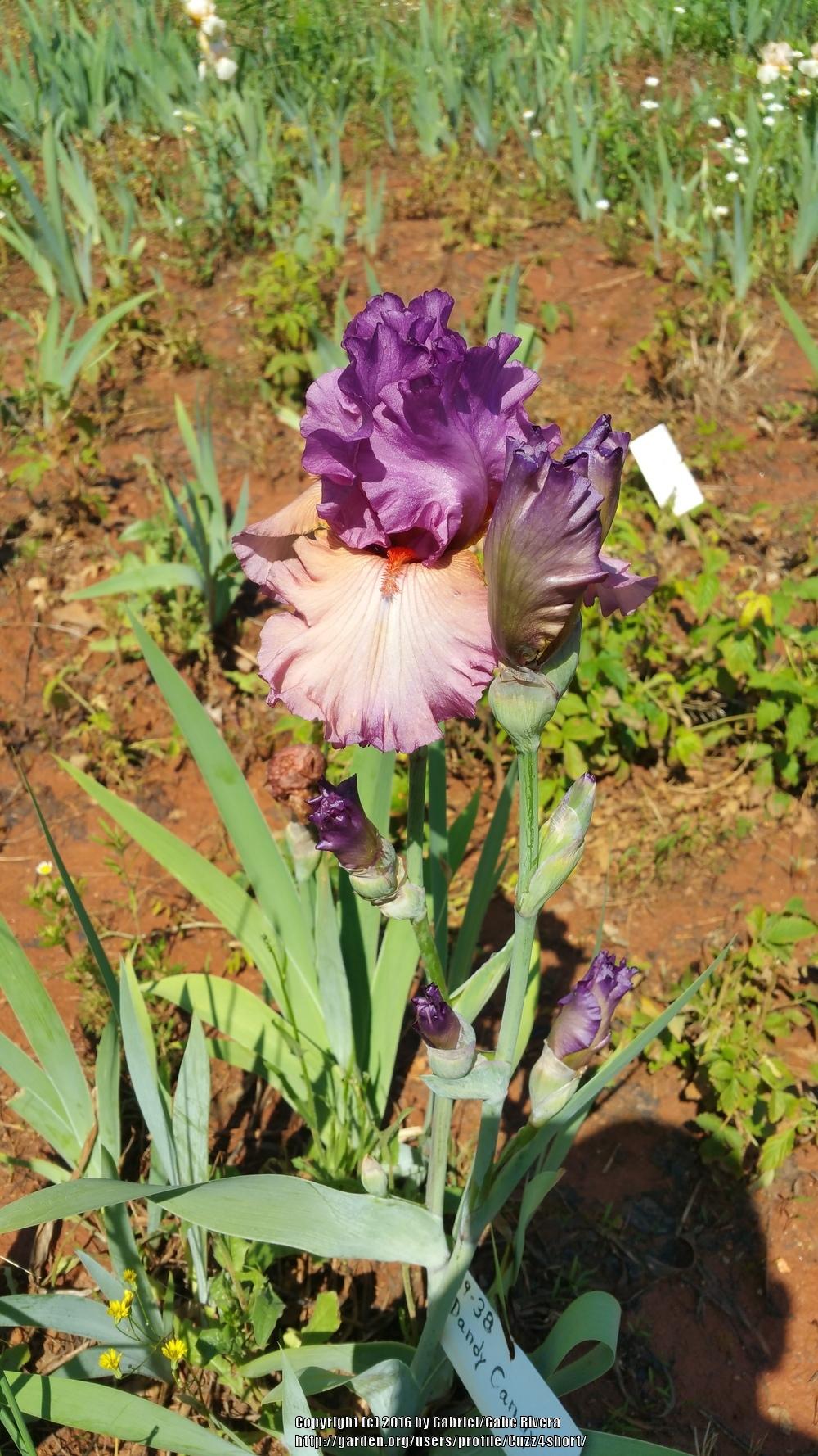 Photo of Tall Bearded Iris (Iris 'Dandy Candy') uploaded by Cuzz4short