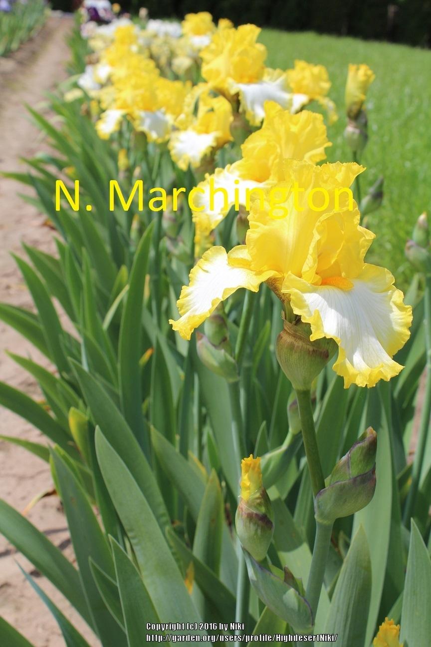 Photo of Tall Bearded Iris (Iris 'Around the Sun') uploaded by HighdesertNiki