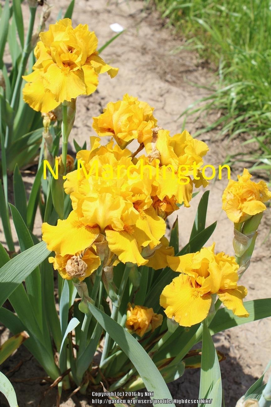 Photo of Intermediate Bearded Iris (Iris 'Brazen Gold') uploaded by HighdesertNiki