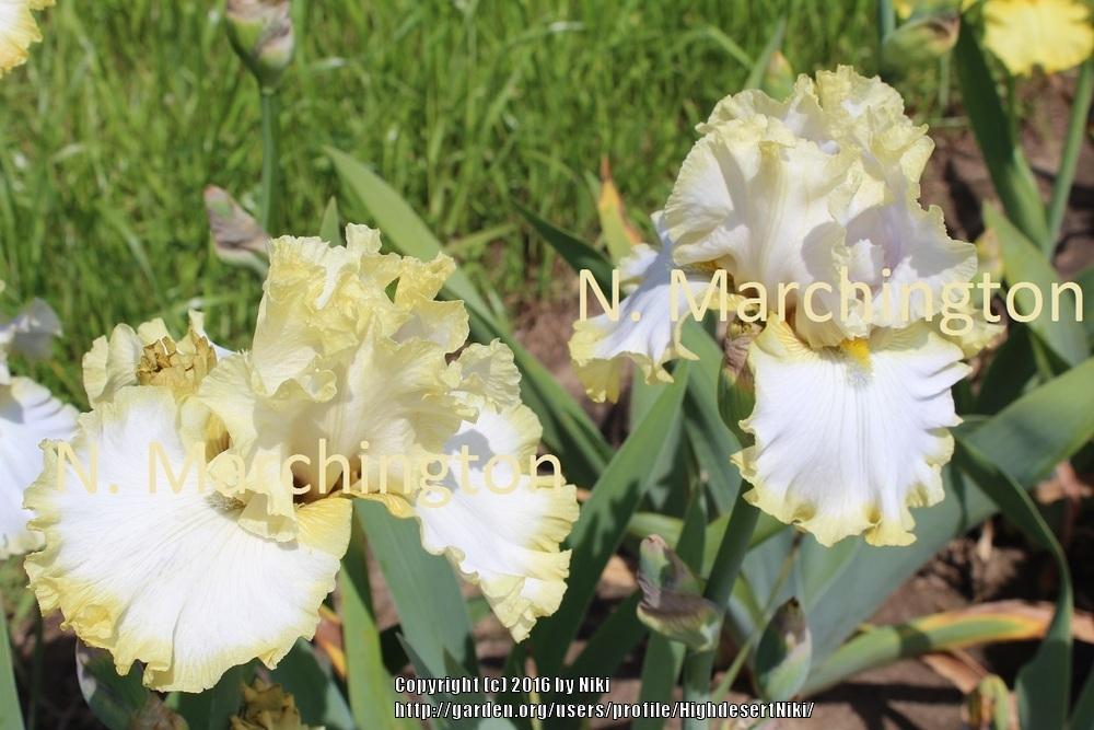Photo of Tall Bearded Iris (Iris 'Peaceful Reverie') uploaded by HighdesertNiki