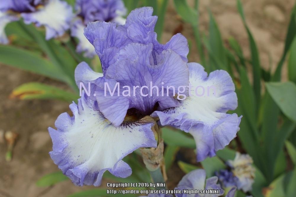 Photo of Tall Bearded Iris (Iris 'Hidden Innocence') uploaded by HighdesertNiki