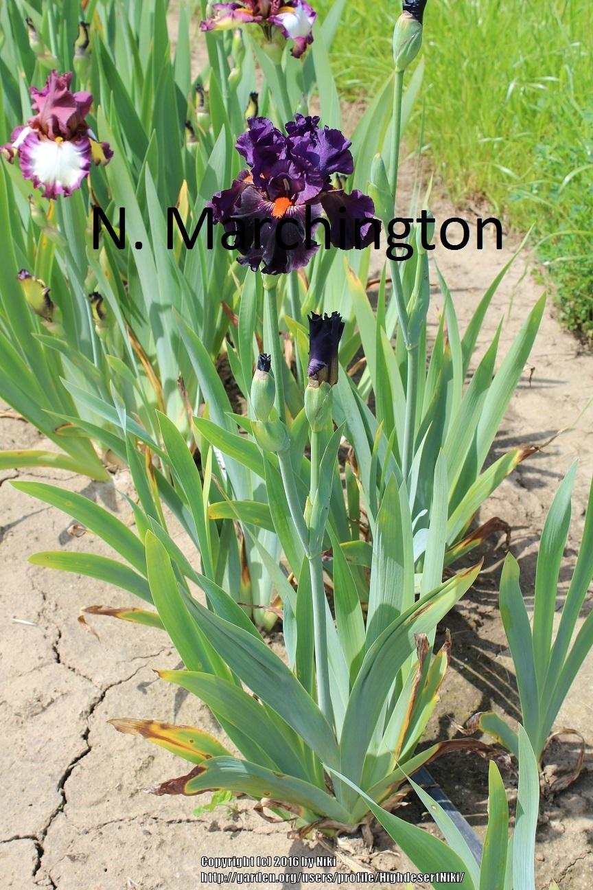 Photo of Tall Bearded Iris (Iris 'Daffy Duck') uploaded by HighdesertNiki