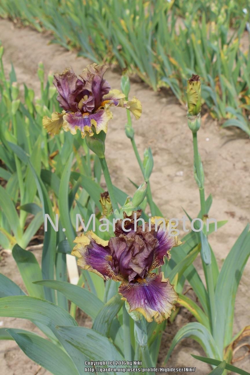 Photo of Tall Bearded Iris (Iris 'Big Band') uploaded by HighdesertNiki