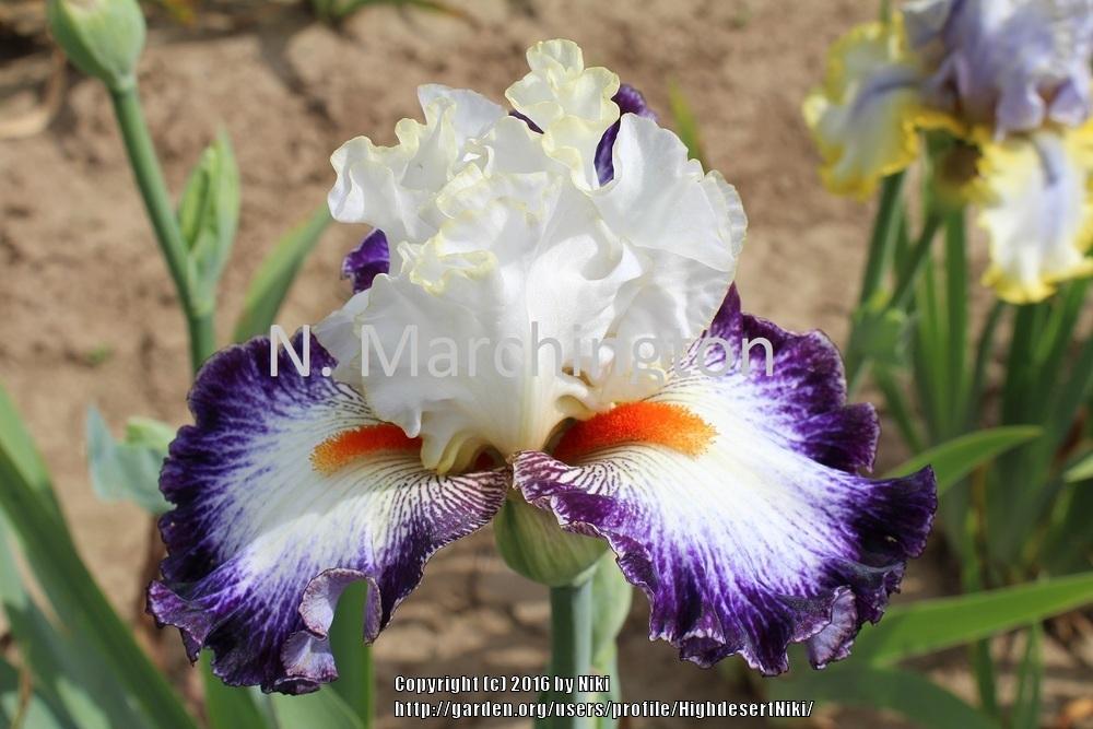 Photo of Tall Bearded Iris (Iris 'Dancing Delight') uploaded by HighdesertNiki