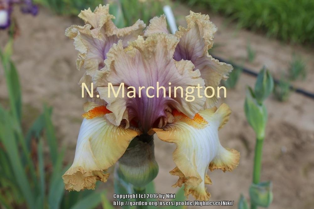 Photo of Tall Bearded Iris (Iris 'Good on Ya') uploaded by HighdesertNiki