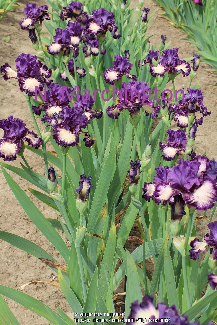 Photo of Tall Bearded Iris (Iris 'Blushing Grapes') uploaded by HighdesertNiki
