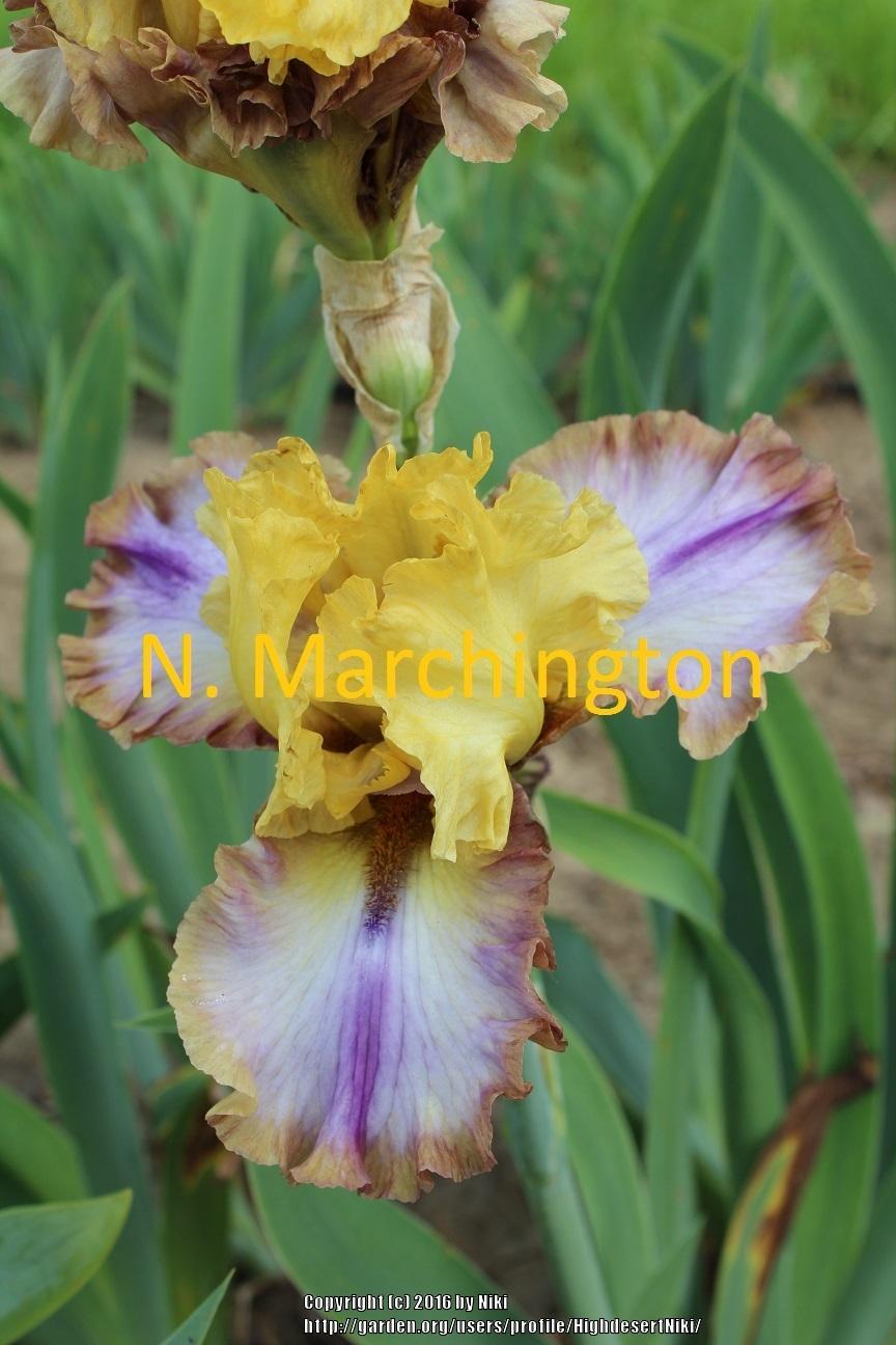 Photo of Tall Bearded Iris (Iris 'Fall Fantasy') uploaded by HighdesertNiki