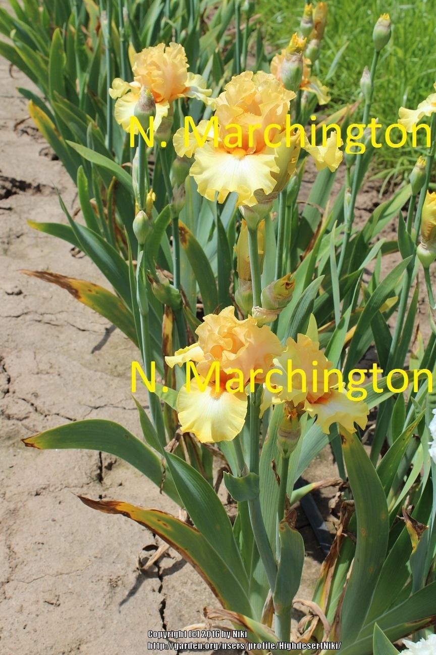Photo of Tall Bearded Iris (Iris 'Easy as Pie') uploaded by HighdesertNiki