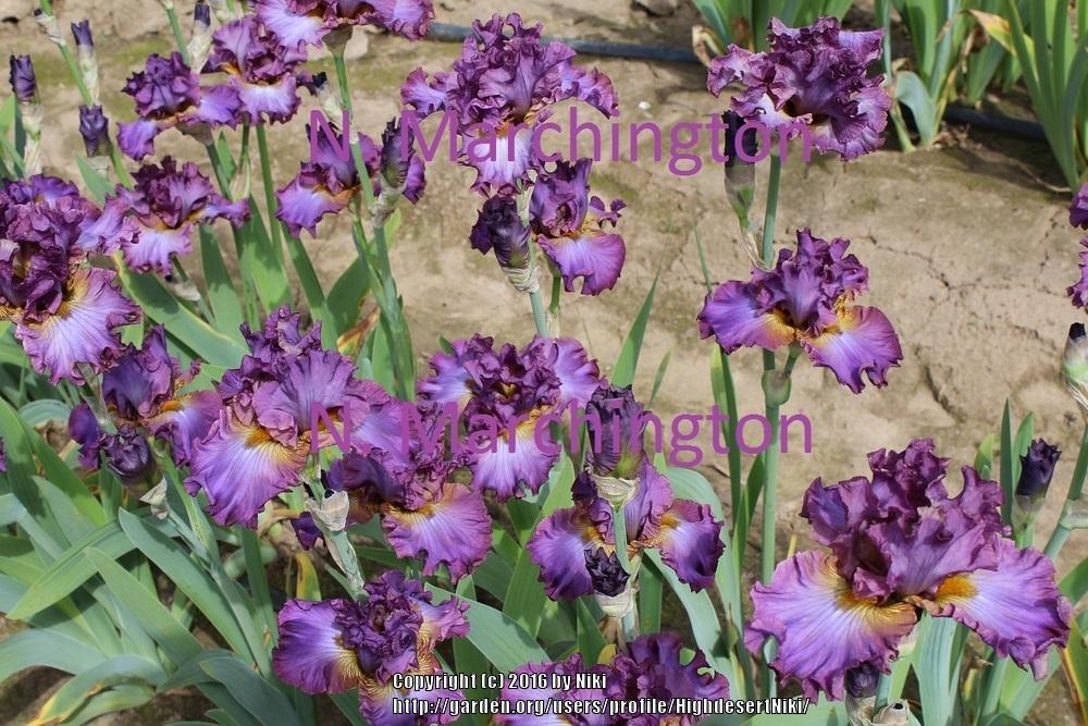 Photo of Tall Bearded Iris (Iris 'Know It All') uploaded by HighdesertNiki