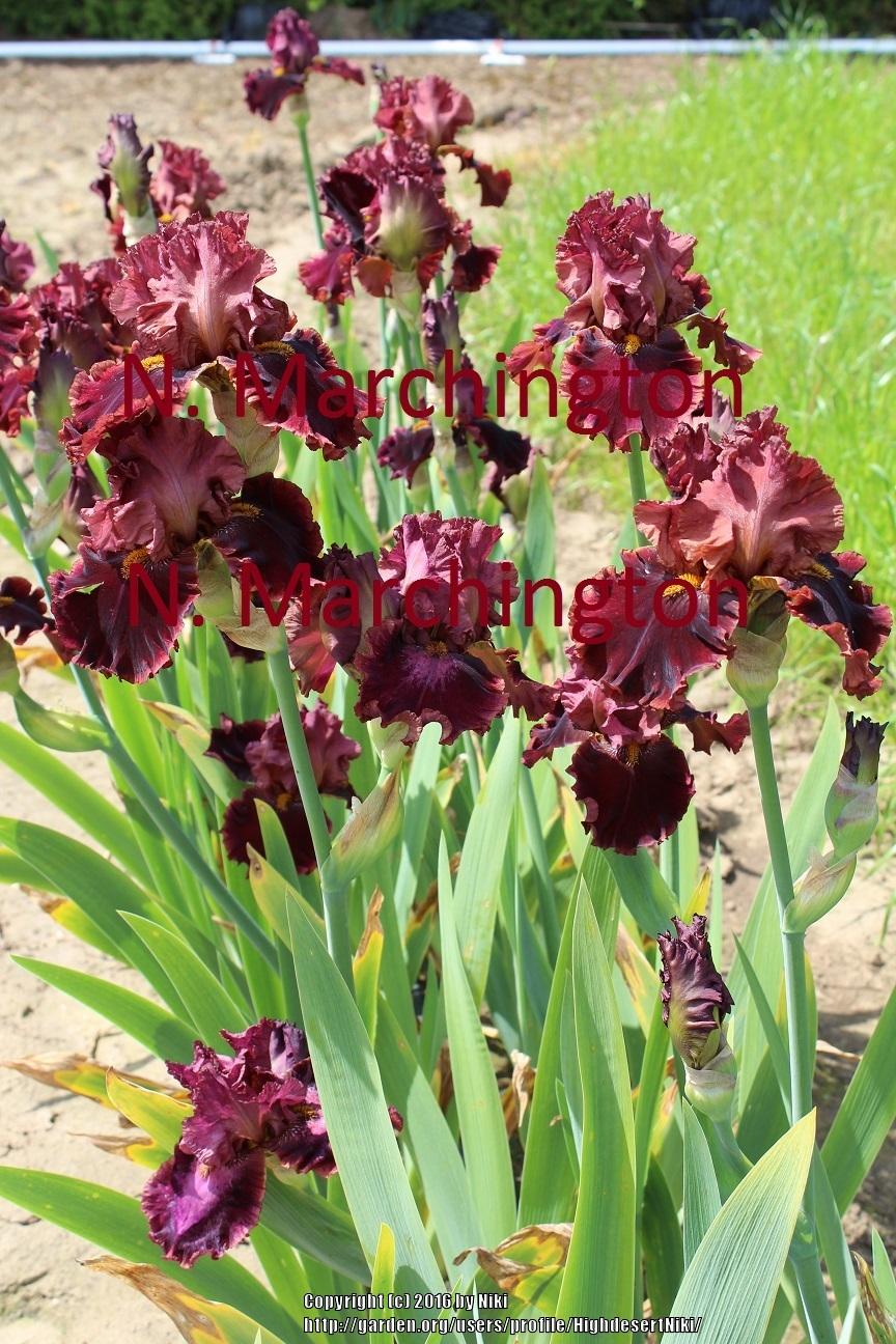 Photo of Tall Bearded Iris (Iris 'Call to Danger') uploaded by HighdesertNiki
