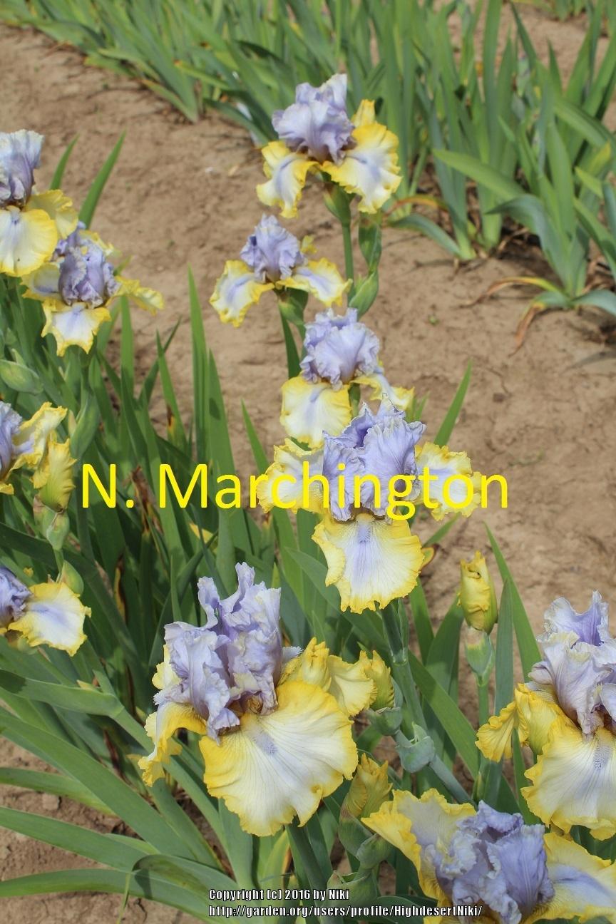 Photo of Tall Bearded Iris (Iris 'Mayan Sunrise') uploaded by HighdesertNiki