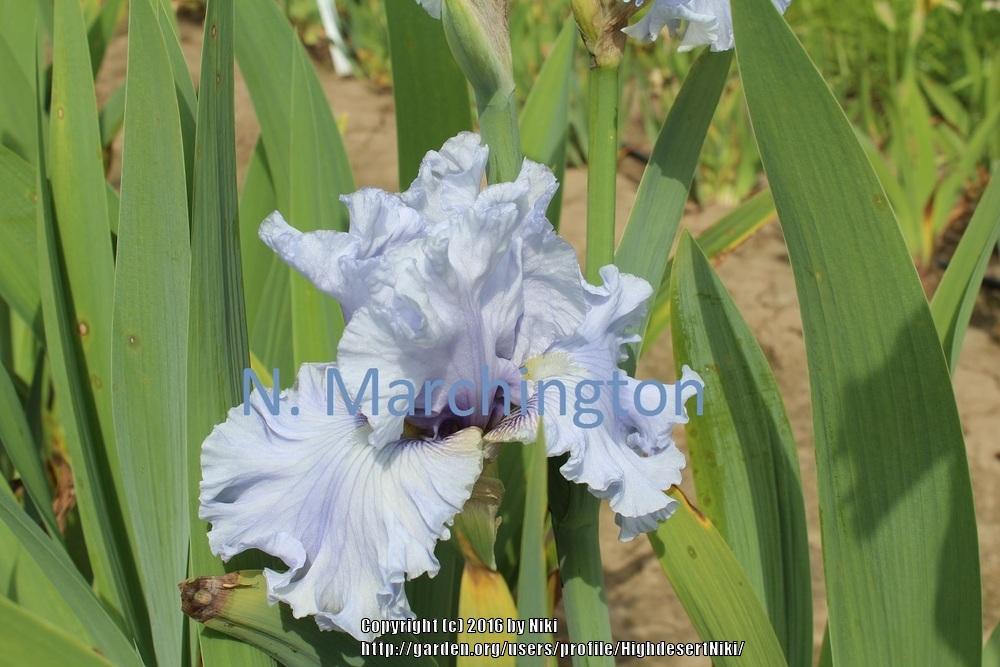 Photo of Tall Bearded Iris (Iris 'Luxuriant') uploaded by HighdesertNiki