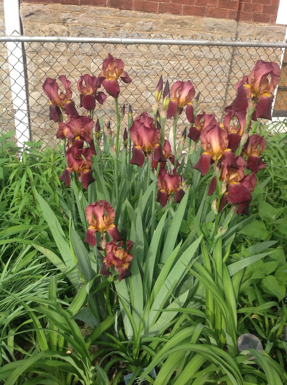 Photo of Tall Bearded Iris (Iris 'Solid Mahogany') uploaded by Lilydaydreamer
