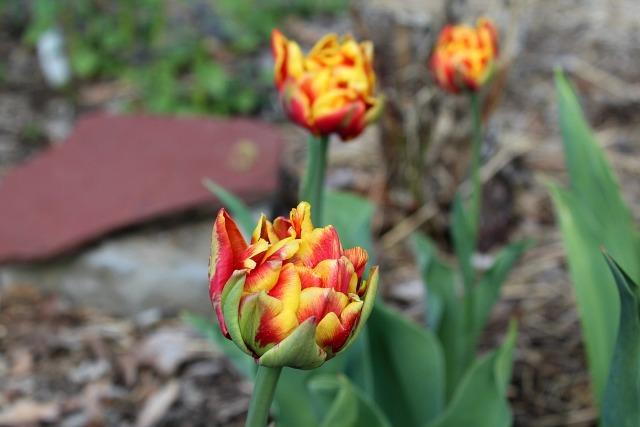 Photo of Tulip (Tulipa 'Cilesta') uploaded by LoriK