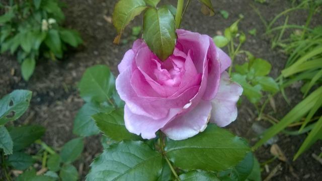 Photo of Rose (Rosa 'Enchanted Evening') uploaded by LoriK
