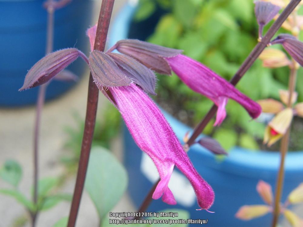 Photo of Salvia Love and Wishes™ uploaded by Marilyn