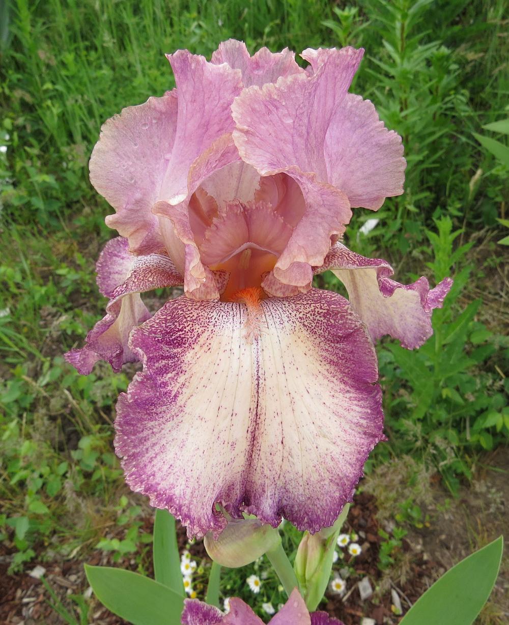 Photo of Tall Bearded Iris (Iris 'Rancho Rose') uploaded by Natalie