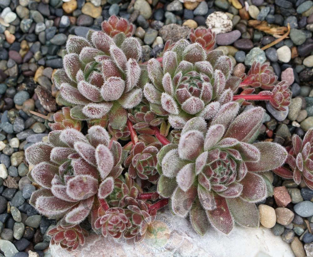 Photo of Hen and Chicks (Sempervivum 'Pacific Rim') uploaded by Patty