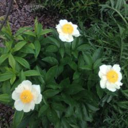 Location: My garden, Pequea, PA 17565
Date: 2016-05-07
From Gilbert H. Wild & Son; planted fall, 2014.
