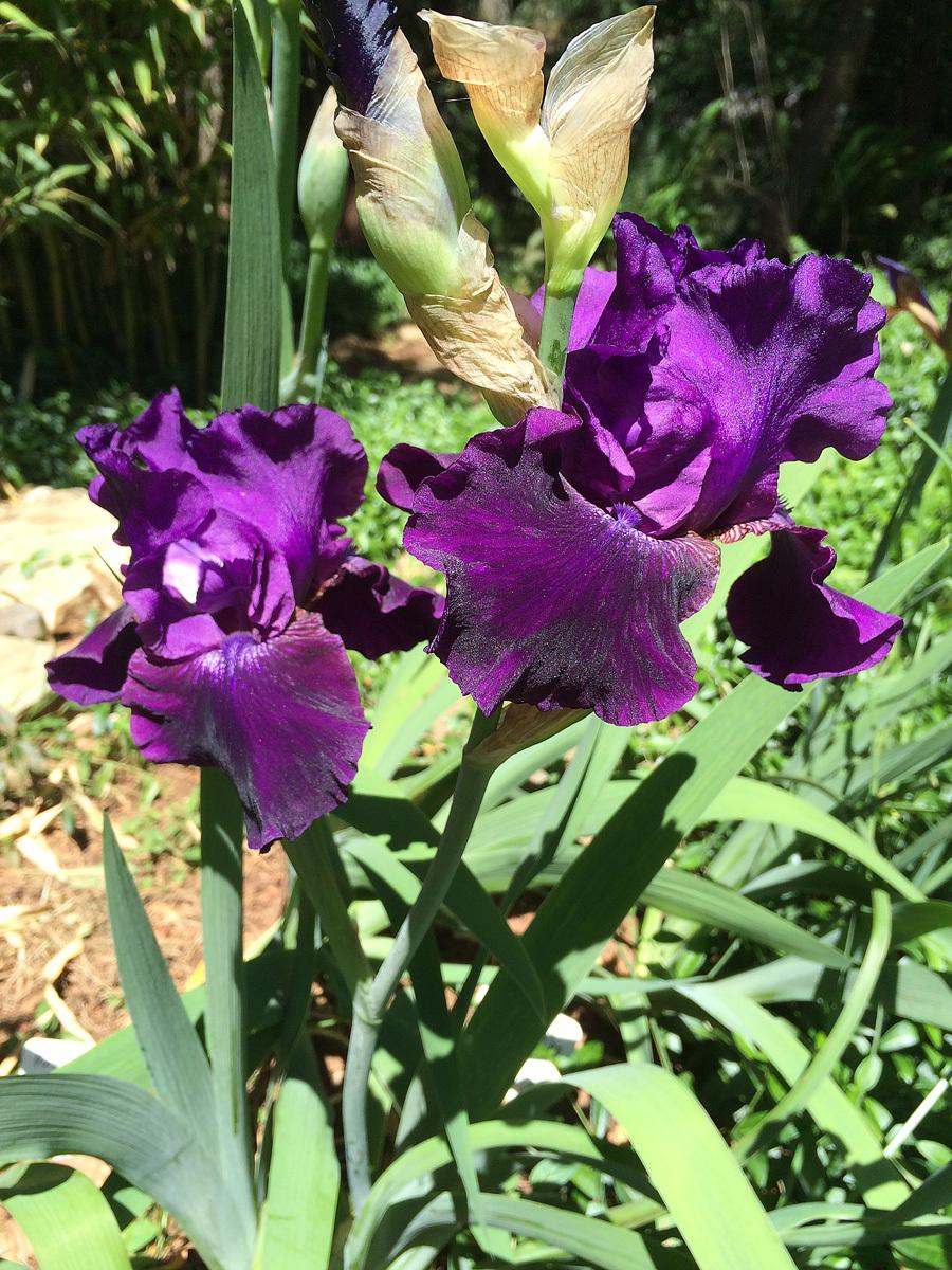 Photo of Tall Bearded Iris (Iris 'Rosalie Figge') uploaded by lharvey16