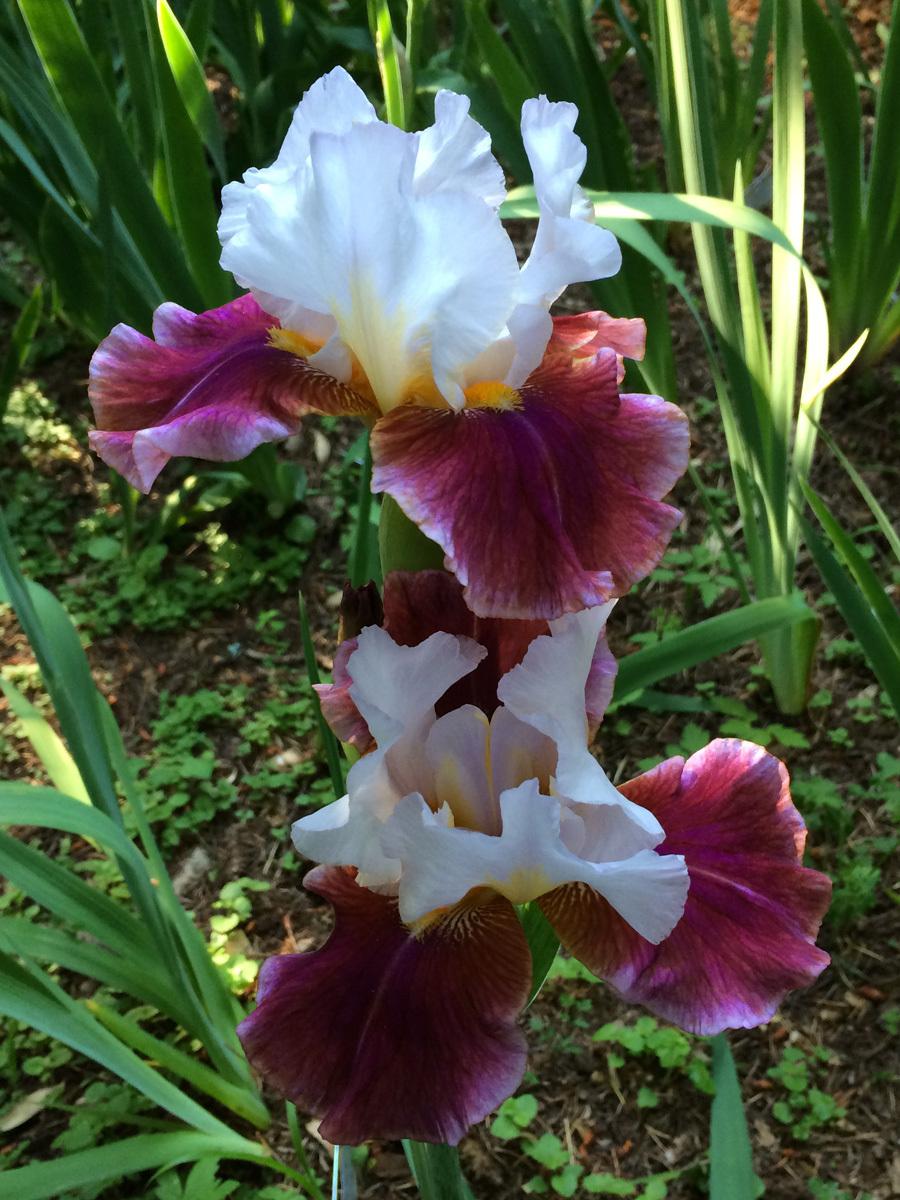 Photo of Tall Bearded Iris (Iris 'Bud to Blossom') uploaded by lharvey16