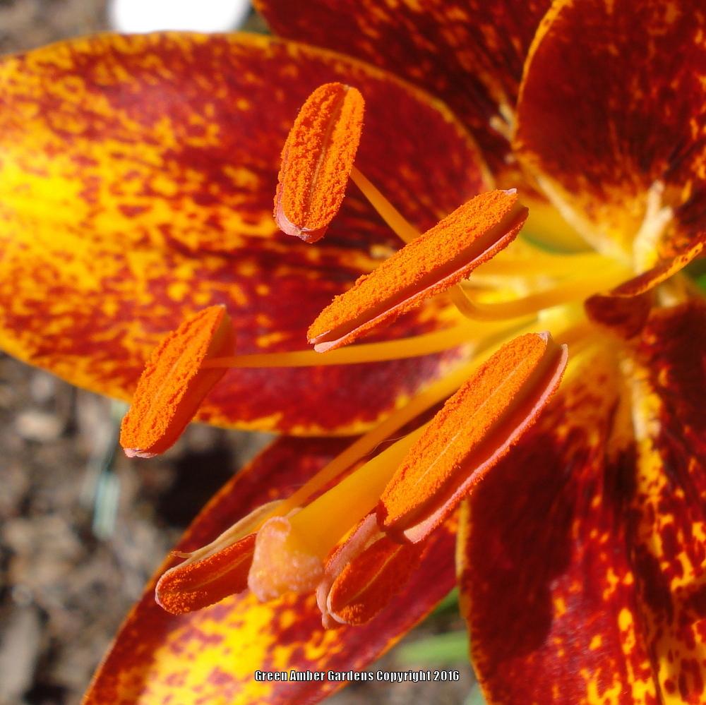 Photo of Lily (Lilium Lily Looks™ Tiny Orange Sensation) uploaded by lovemyhouse