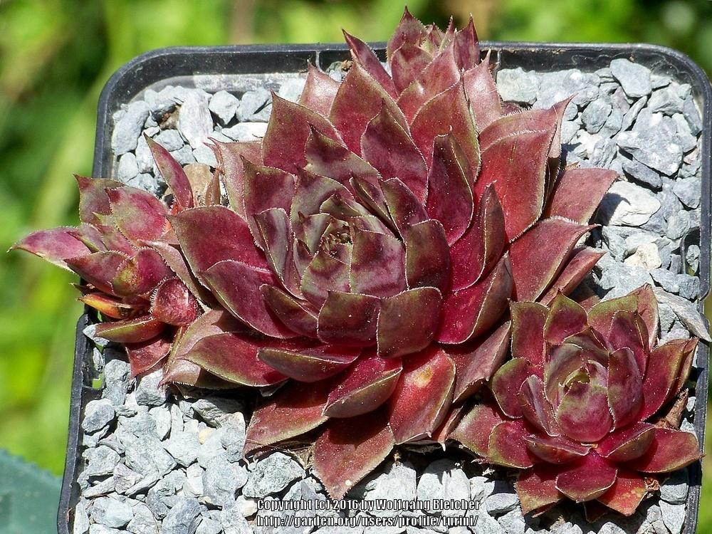 Photo of Hen and Chicks (Sempervivum 'Nocturno') uploaded by turini
