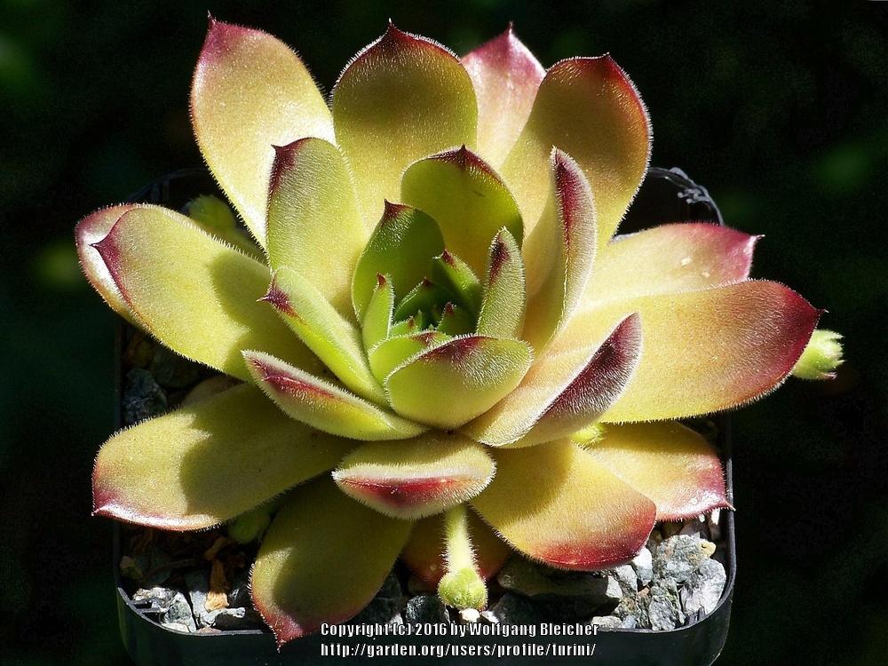 Photo of Hen and Chicks (Sempervivum 'Wave Rock') uploaded by turini