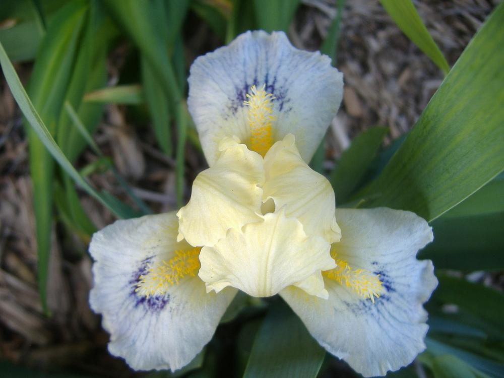 Photo of Standard Dwarf Bearded Iris (Iris 'Tahoma') uploaded by tveguy3