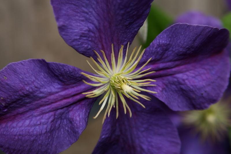 Photo of Clematis 'Jackmanii' uploaded by Calif_Sue