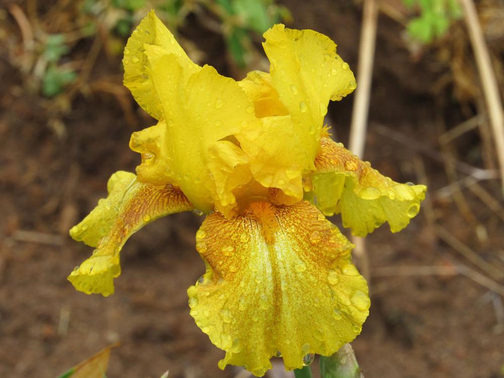 Photo of Tall Bearded Iris (Iris 'Sands of Gold') uploaded by Lestv