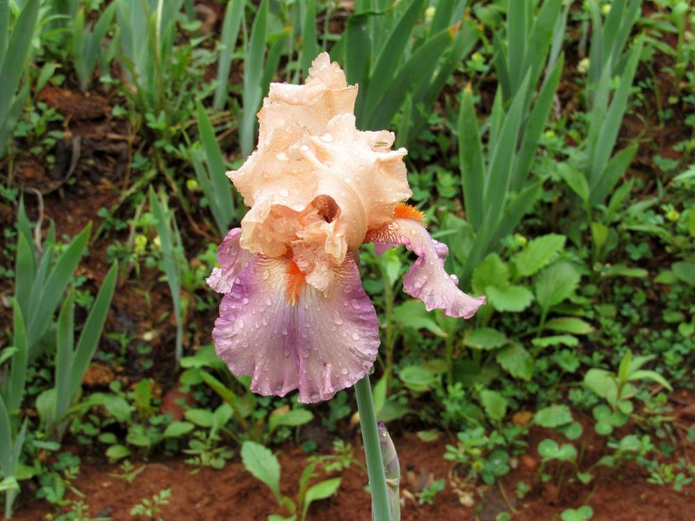Photo of Tall Bearded Iris (Iris 'Panama Fling') uploaded by Lestv