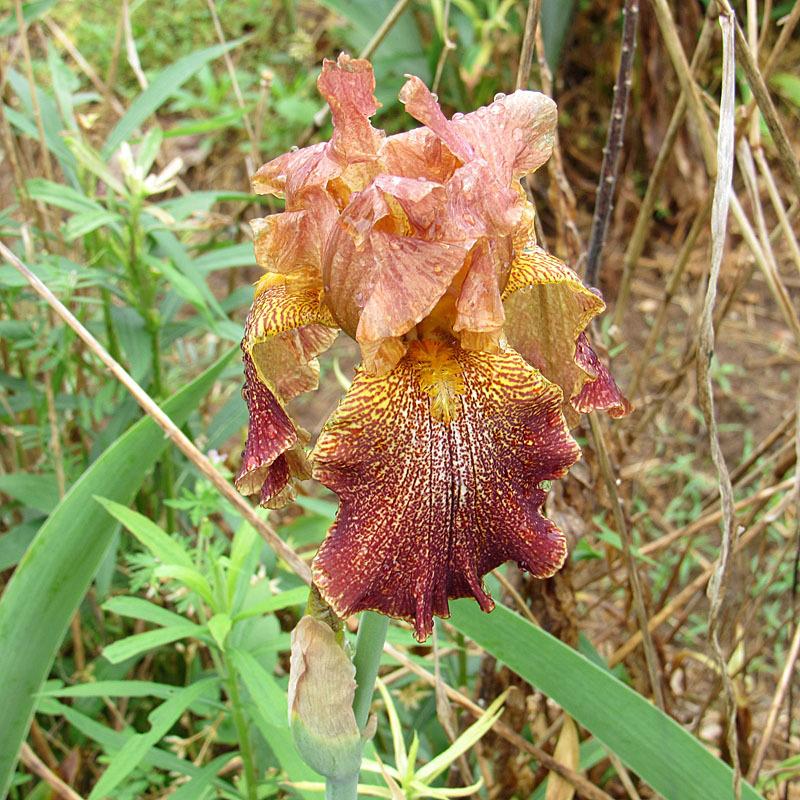 Photo of Tall Bearded Iris (Iris 'Floradora Flounce') uploaded by Lestv